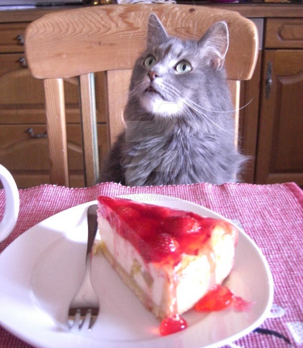 Gato gris sentado en una silla mirando hacia arriba y delante una porción de cheesecake con frutillas.