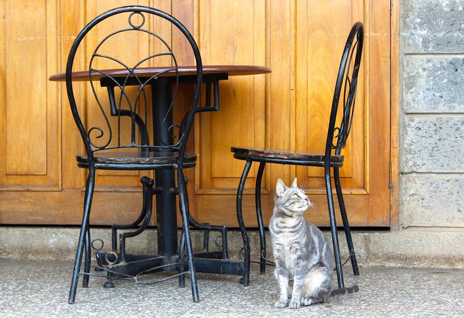 Gato gris sentado en la acera cerca de una mesa y silla. Mirando hacia arriba.