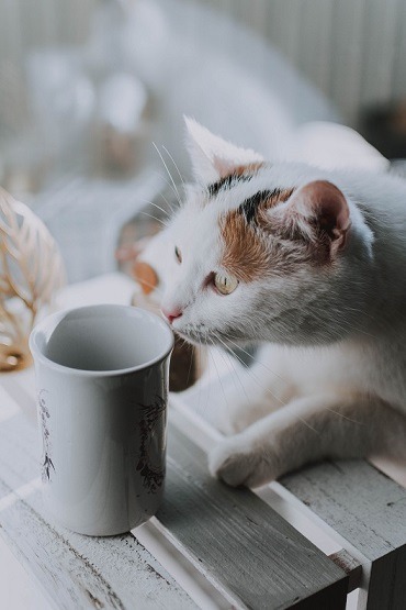 Gato blanco y marron oliendo una taza blanca
