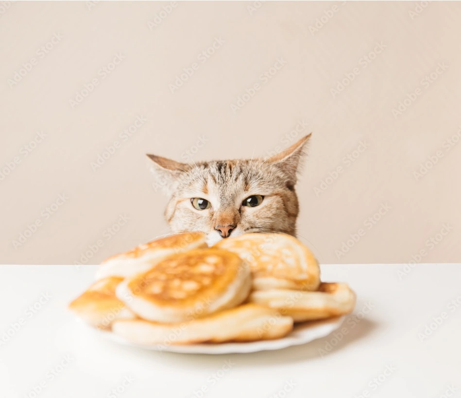 Un gato gris sentado a la mesa mirando un plato de pancakes.